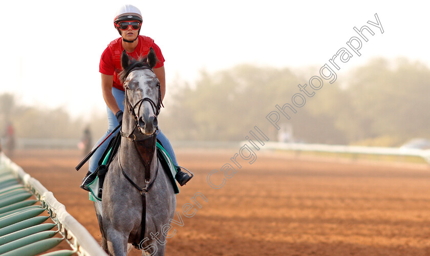 Tacitus-0001 
 TACITUS preparing for The Saudi Cup
Riyadh Racetrack, Kingdom Of Saudi Arabia, 27 Feb 2020 - Pic Steven Cargill / Racingfotos.com