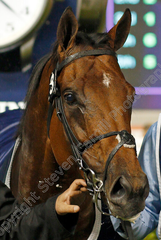 Benbatl-0018 
 BENBATL (Christophe Soumillon) after The Singspiel Stakes
Meydan 9 Jan 2020 - Pic Steven Cargill / Racingfotos.com