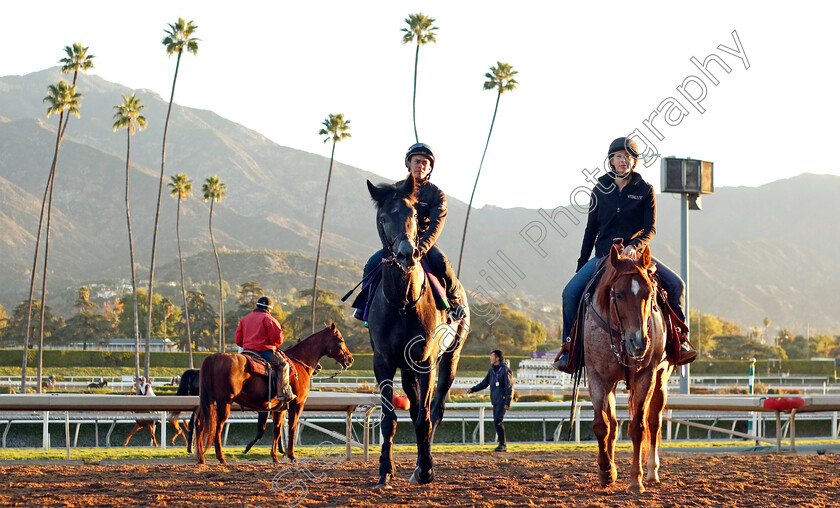 King-Of-Steel-0005 
 KING OF STEEL training for the Breeders' Cup Turf
Santa Anita USA, 1 Nov 2023 - Pic Steven Cargill / Racingfotos.com