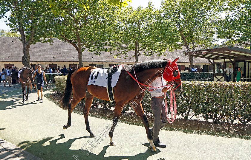 King-Hermes-0001 
 KING HERMES
Deauville 7 Aug 2022 - Pic Steven Cargill / Racingfotos.com