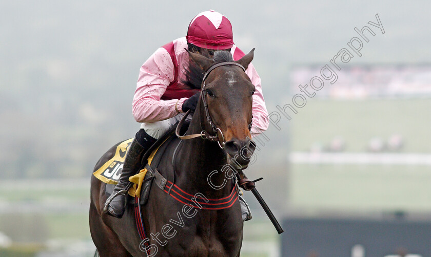 Galahad-Quest-0006 
 GALAHAD QUEST (Harry Cobden) wins The JCB Triumph Trial Juvenile Hurdle
Cheltenham 25 Jan 2020 - Pic Steven Cargill / Racingfotos.com