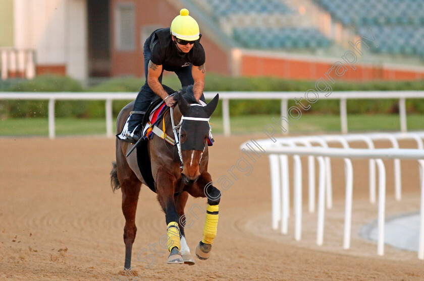 Nizaaka-0001 
 NIZAAKA (Marco Ghiani) training at the Dubai World Cup Carnival
Meydan 5 Jan 2023 - Pic Steven Cargill / Racingfotos.com