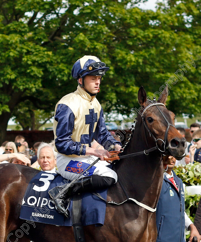 Darnation-0001 
 DARNATION (Clifford Lee)
Newmarket 5 May 2024 - Pic Steven Cargill / Racingfotos.com