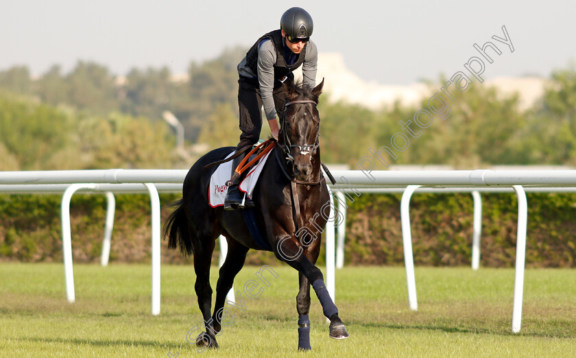 Pogo-0003 
 POGO (Kieran Shoemark) exercising in preparation for Friday's Bahrain International Trophy
Sakhir Racecourse, Bahrain 17 Nov 2021 - Pic Steven Cargill / Racingfotos.com