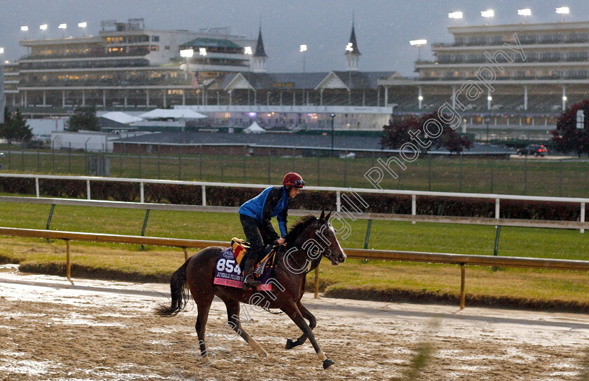 Just-Wonderful-0001 
 JUST WONDEFUL exercising ahead of The Breeders' Cup Juvenile Fillies Turf
Churchill Downs USA 1 Nov 2018 - Pic Steven Cargill / Racingfotos.com