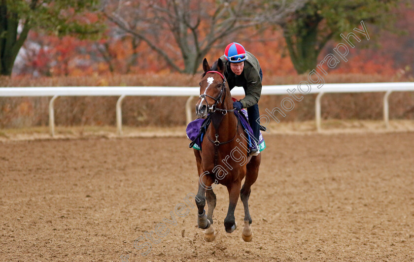 Highland-Chief-0001 
 HIGHLAND CHIEF training for the Breeders' Cup Turf
Keeneland, USA 31 Oct 2022 - Pic Steven Cargill / Racingfotos.com