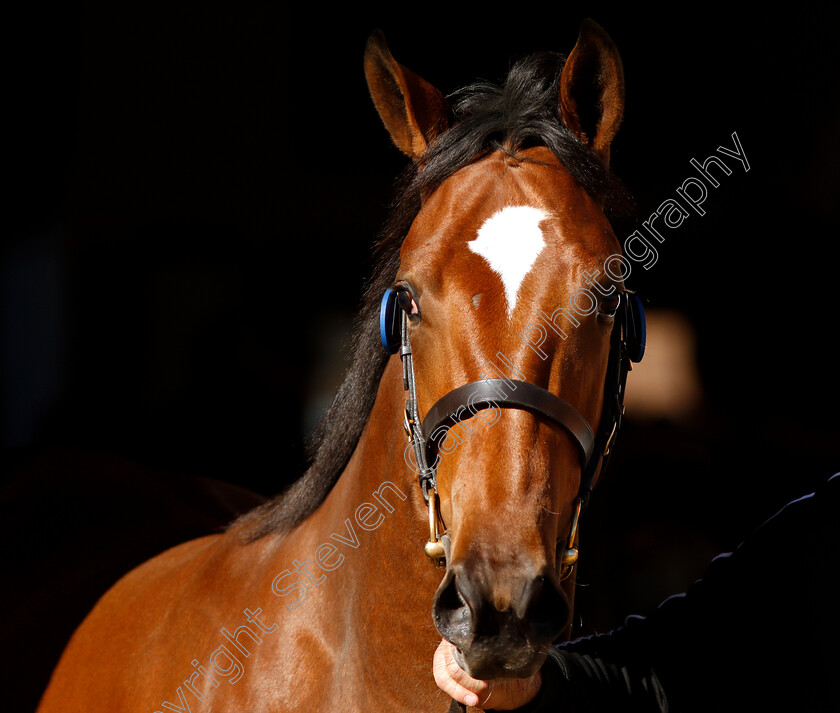 Lot-0058-Muhaarar-ex-Queenofthefairies-0003 
 Lot 058 a filly by Muhaarar ex Queenofthefairies selling at Tattersalls Yearling Sale Book1
Newmarket 9 Oct 2018 - Pic Steven Cargill / Racingfotos.com