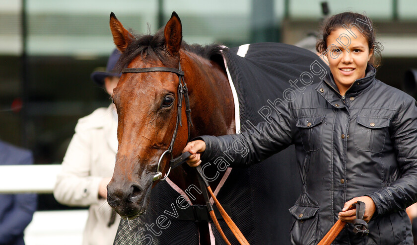 Hereby-0009 
 HEREBY after The Londonmetric Noel Murless Stakes
Ascot 4 Oct 2019 - Pic Steven Cargill / Racingfotos.com