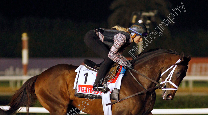 Life-Is-Good-0001 
 LIFE IS GOOD training for The Dubai World Cup
Meydan, Dubai, 24 Mar 2022 - Pic Steven Cargill / Racingfotos.com