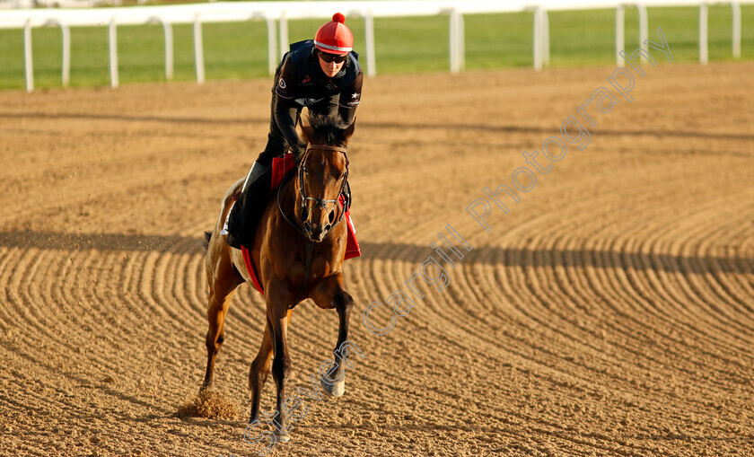 Get-Shirty-0001 
 GET SHIRTY training for The Dubai Gold Cup
Meydan, Dubai, 22 Mar 2023 - Pic Steven Cargill / Racingfotos.com