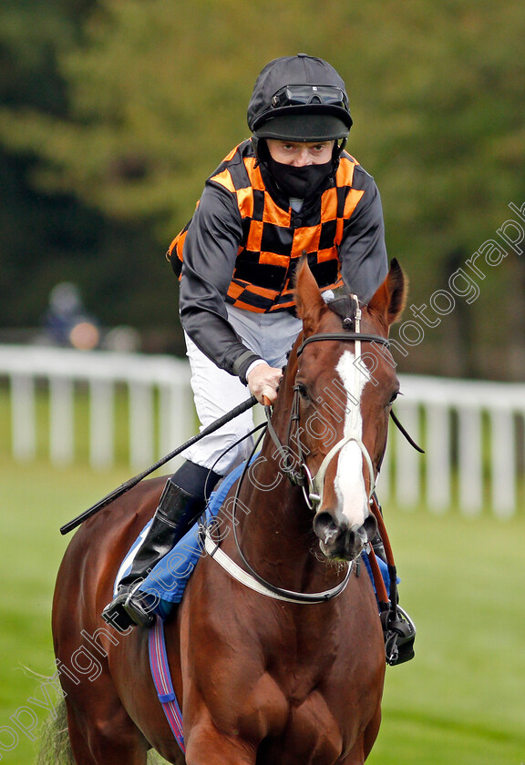 Pride-Of-Hawridge-0001 
 PRIDE OF HAWRIDGE (Liam Keniry)
Salisbury 1 Oct 2020 - Pic Steven Cargill / Racingfotos.com