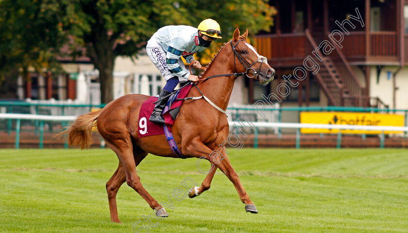 Tanglewood-Tales-0001 
 TANGLEWOOD TALES (David Probert)
Haydock 3 Sep 2020 - Pic Steven Cargill / Racingfotos.com