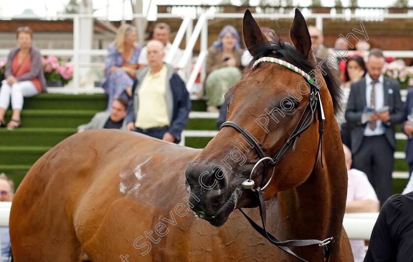 Haskoy-0005 
 HASKOY winner of The British EBF & Sir Henry Cecil Galtres Stakes
York 18 Aug 2022 - Pic Steven Cargill / Racingfotos.com