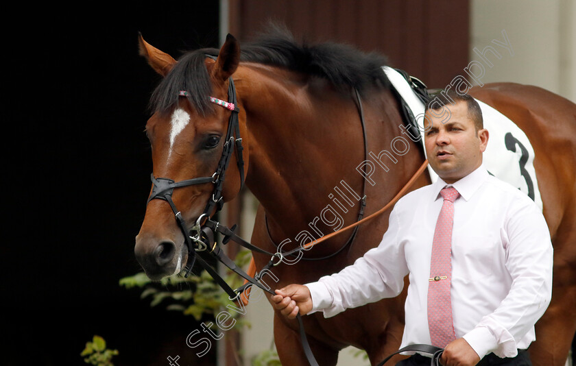 Klondike-0011 
 KLONDIKE winner of The Prix de Reux
Deauville 3 Aug 2024 - Pic Steven Cargill / Racingfotos.com