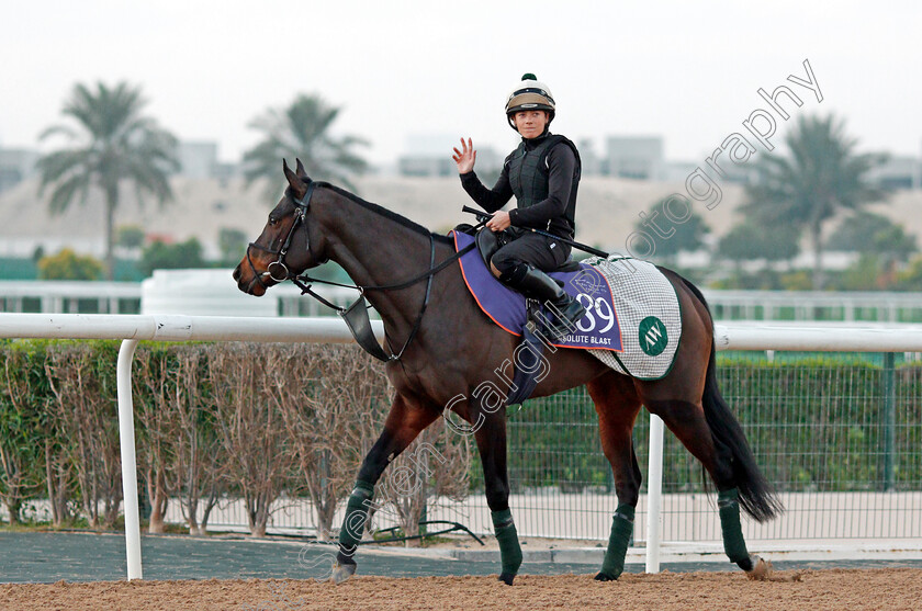 Absolute-Blast-0001 
 ABSOLUTE BLAST, trained by Archie Watson, exercising in preparation for The Dubai World Cup Carnival, Meydan 18 Jan 2018 - Pic Steven Cargill / Racingfotos.com