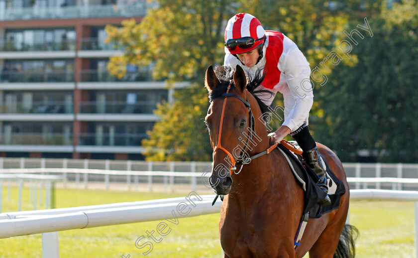 Man-Of-The-Night-0001 
 MAN OF THE NIGHT (Ryan Moore)
Newbury 20 Sep 2019 - Pic Steven Cargill / Racingfotos.com