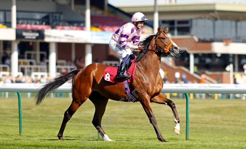 Tellateller-0001 
 TELLATELLER (Sam Hitchcott)
Haydock 1 Sep 2022 - Pic Steven Cargill / Racingfotos.com