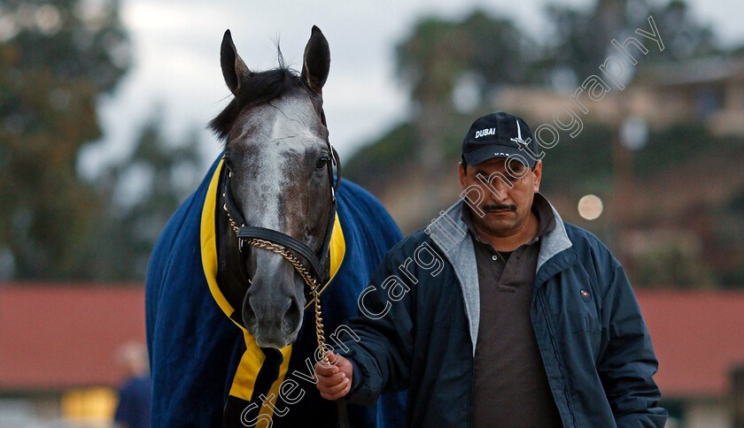 Arrogate-0016 
 ARROGATE training for The Breeders' Cup Classic at Del Mar 2 Nov 2017 - Pic Steven Cargill / Racingfotos.com