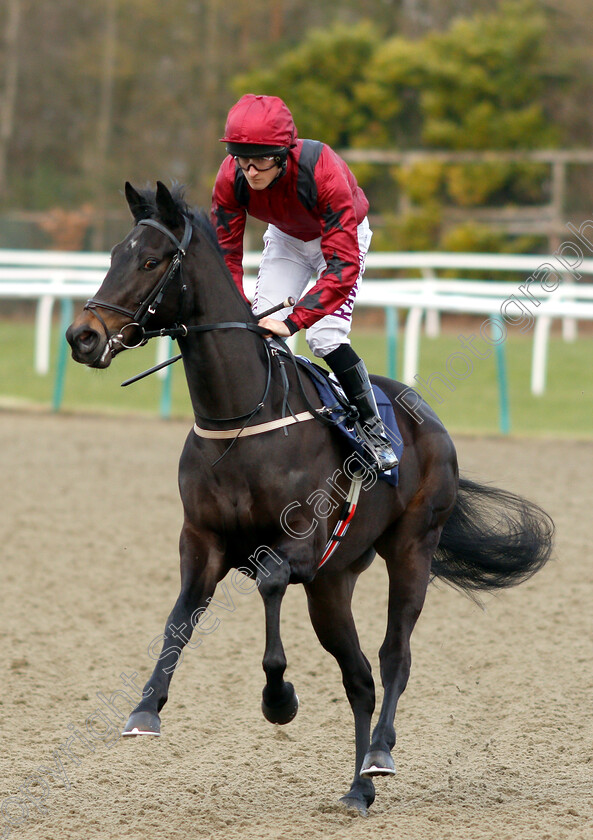 Lieutenant-Conde-0001 
 LIEUTENANT CONDE (Charlie Bennett)
Lingfield 2 Feb 2019 - Pic Steven Cargill / Racingfotos.com