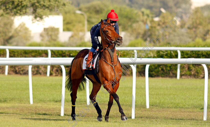 Fev-Rover-0001 
 FEV ROVER (Paddy Mathers) exercising in preparation for Friday's Bahrain International Trophy
Sakhir Racecourse, Bahrain 17 Nov 2021 - Pic Steven Cargill / Racingfotos.com