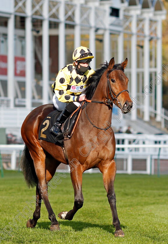 Barbara-Ann-0001 
 BARBARA ANN (Barry McHugh)
Nottingham 4 Nov 2020 - Pic Steven Cargill / Racingfotos.com