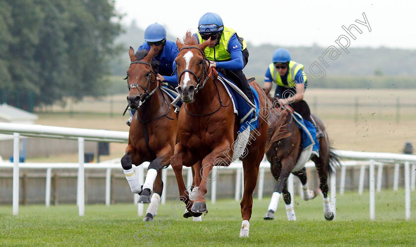 Masar-0007 
 MASAR (right, Brett Doyle) working at 6am
Newmarket 30 Jun 2018 - Pic Steven Cargill / Racingfotos.com