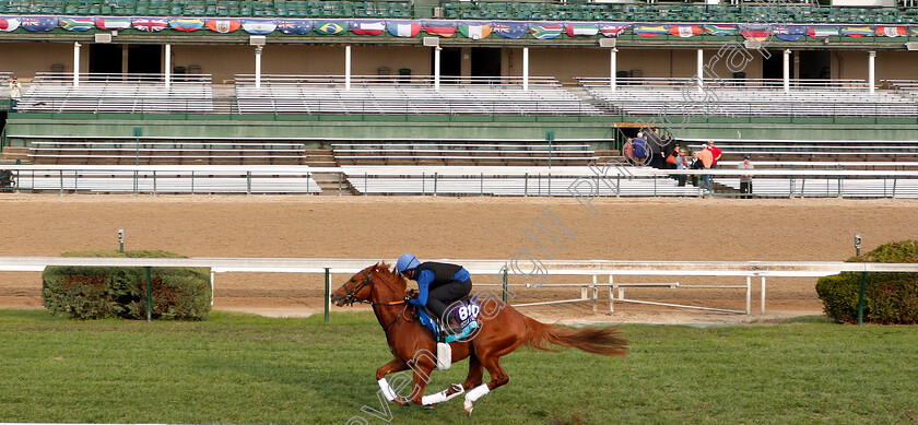 Line-Of-Duty-0001 
 LINE OF DUTY exercising ahead of The Breeders' Cup Juvenile Turf
Churchill Downs USA 31 Oct 2018 - Pic Steven Cargill / Racingfotos.com