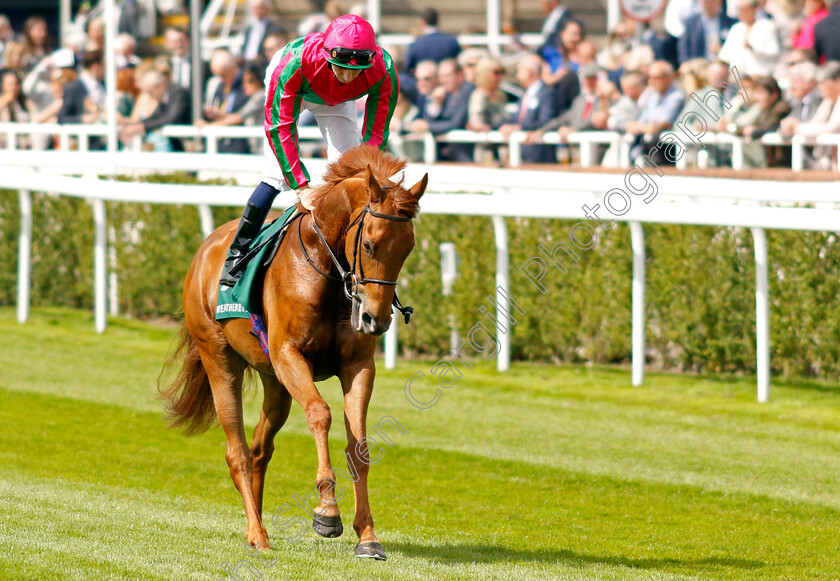 Seaward-0001 
 SEAWARD (Hector Crouch)
Chester 8 May 2024 - Pic Steven Cargill / Racingfotos.com