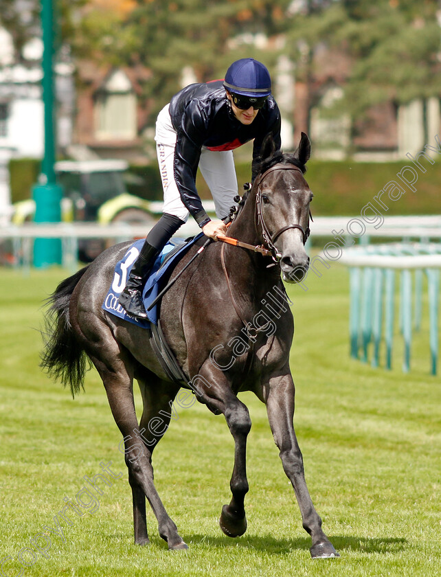 Grey-Man-0008 
 GREY MAN (M Grandin) winner of The Prix Francois Boutin
Deauville 13 Aug 2023 - Pic Steven Cargill / Racingfotos.com