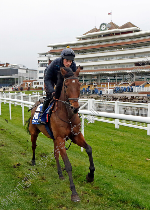 Ga-Law-0002 
 GA LAW (Will Featherstone)
Coral Gold Cup Gallops Morning
Newbury 21 Nov 2023 - Pic Steven Cargill / Racingfotos.com