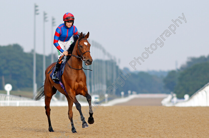 Moon-De-Vega-0001 
 MOON DE VEGA (Jason Hart)
Newcastle 24 Jun 2022 - Pic Steven Cargill / Racingfotos.com