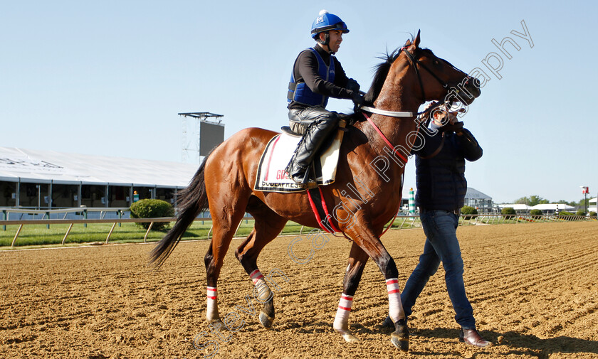 Bodexpress-0001 
 BODEXPRESS exercising in preparation for the Preakness Stakes
Pimlico, Baltimore USA, 15 May 2019 - Pic Steven Cargill / Racingfotos.com