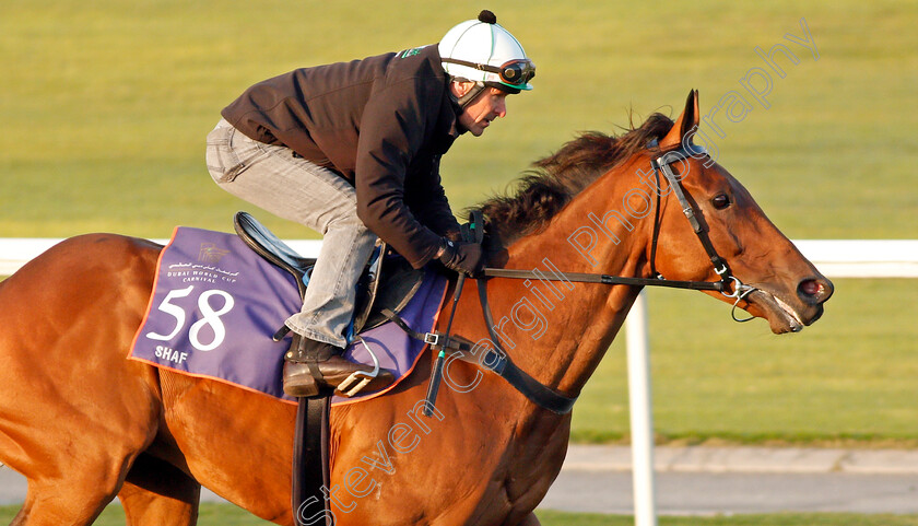 Shaf-0001 
 SHAF, trained by David Hayes, exercising in preparation for The Dubai World Cup Carnival, Meydan 18 Jan 2018 - Pic Steven Cargill / Racingfotos.com