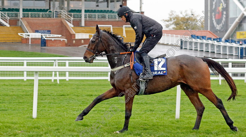 Annsam-0003 
 ANNSAM (Conor Ring) at Coral Gold Cup Weekend Gallops Morning
Newbury 15 Nov 2022 - Pic Steven Cargill / Racingfotos.com