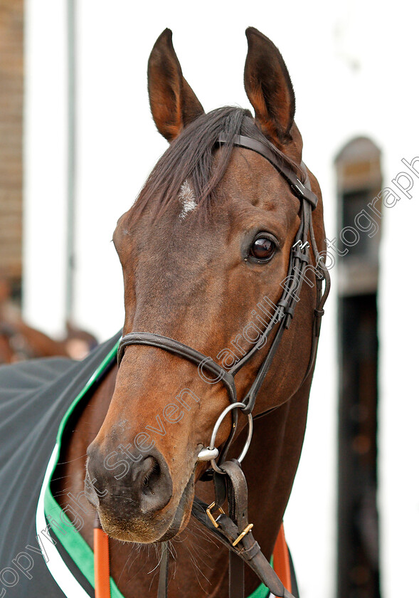 Buveur-D Air-0002 
 BUVEUR D'AIR at Nicky Henderson's stable in Lambourn 20 Feb 2018 - Pic Steven Cargill / Racingfotos.com