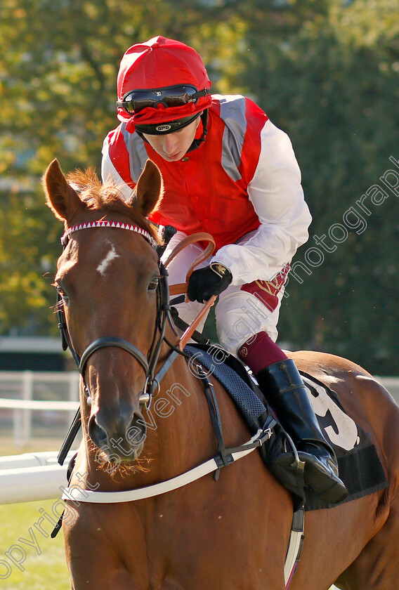 Tritonic-0002 
 TRITONIC (Oisin Murphy) winner of The Haynes Hanson & Clark Conditions Stakes
Newbury 20 Sep 2019 - Pic Steven Cargill / Racingfotos.com