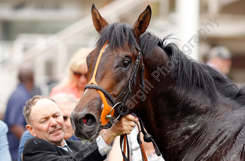 Positive-0011 
 POSITIVE after The Betway Solario Stakes
Sandown 31 Aug 2019 - Pic Steven Cargill / Racingfotos.com