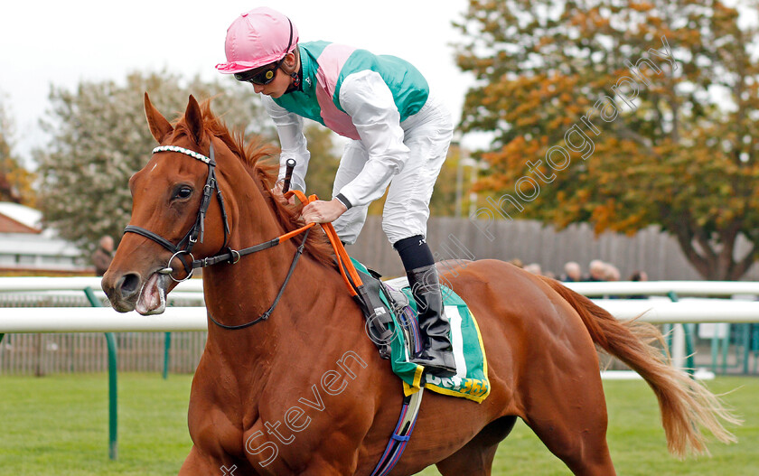 Quadrilateral-0002 
 QUADRILATERAL (Jason Watson) before winning The bet365 Fillies Mile
Newmarket 11 Oct 2019 - Pic Steven Cargill / Racingfotos.com