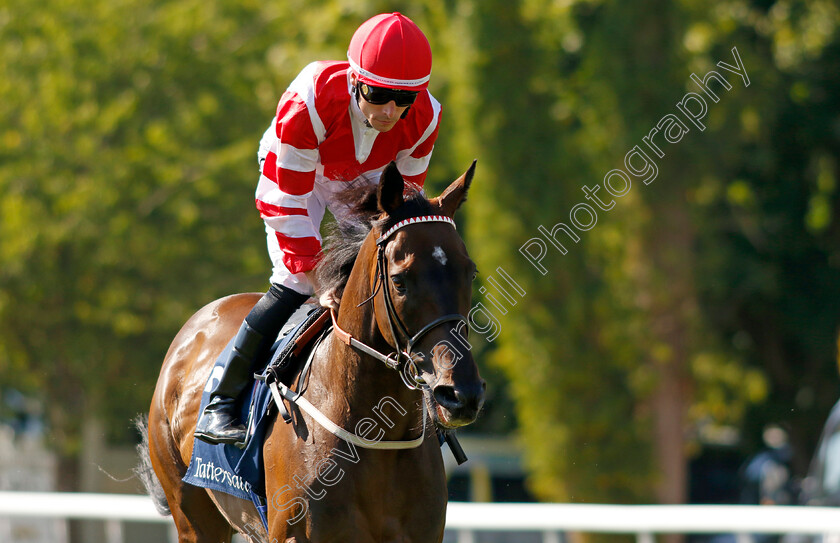 Sinjaari-0001 
 SINJAARI (Kieran Shoemark)
Salisbury 11 Aug 2022 - Pic Steven Cargill / Racingfotos.com