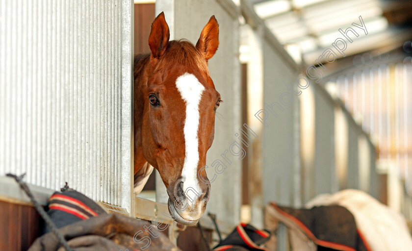 Native-River-0004 
 NATIVE RIVER at Colin Tizzard's stables near Sherborne 21 Feb 2018 - Pic Steven Cargill / Racingfotos.com