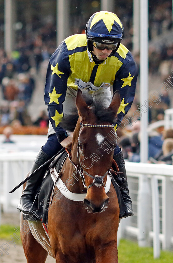 Surrey-Quest-0001 
 SURREY QUEST (Kevin Brogan)
Cheltenham 17 Nov 2024 - Pic Steven Cargill / Racingfotos.com