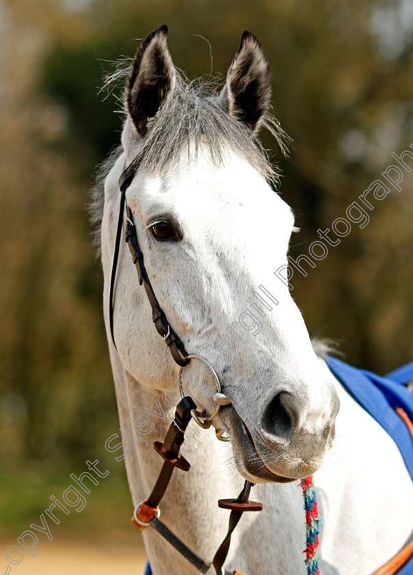 White-Moon-0002 
 WHITE MOON at Colin Tizzard's stables near Sherborne 21 Feb 2018 - Pic Steven Cargill / Racingfotos.com