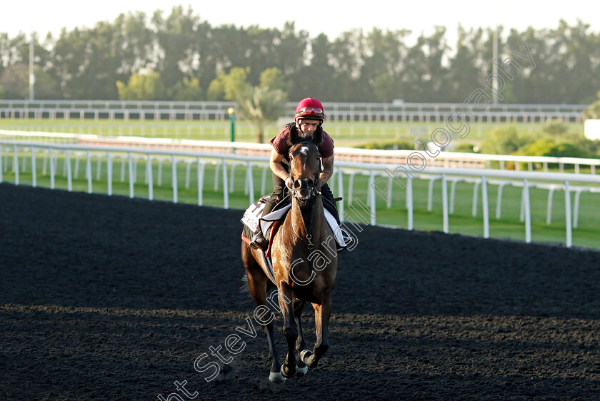 Ayr-Harbour-0001 
 AYR HARBOUR training at the Dubai World Cup Carnival
Meydan 5 Jan 2023 - Pic Steven Cargill / Racingfotos.com