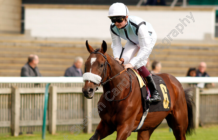 Contacto-0001 
 CONTACTO (Rob Hornby)
Newmarket 28 Sep 2023 - Pic Steven Cargill / Racingfotos.com