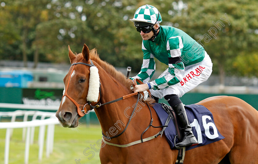 Ravi-Road-0001 
 RAVI ROAD (Robert Havlin)
Yarmouth 14 Sep 2022 - Pic Steven Cargill / Racingfotos.com