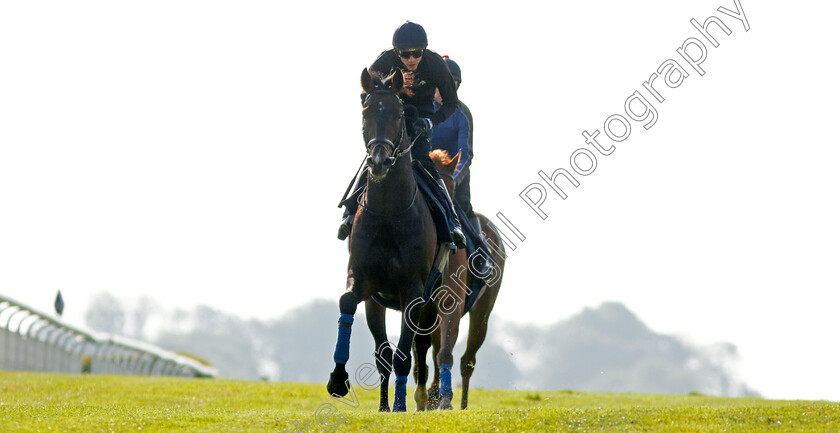 Young-Rascal-0008 
 YOUNG RASCAL (James Doyle) exercising at Epsom Racecourse in preparation for The Investec Derby, 22 May 2018 - Pic Steven Cargill / Racingfotos.com