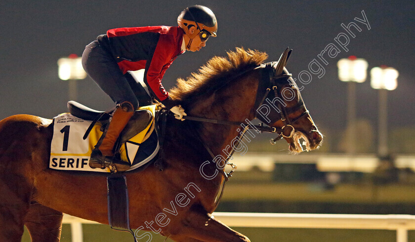 Serifos-0001 
 SERIFOS training for the Dubai Turf
Meydan, Dubai, 21 Mar 2023 - Pic Steven Cargill / Racingfotos.com