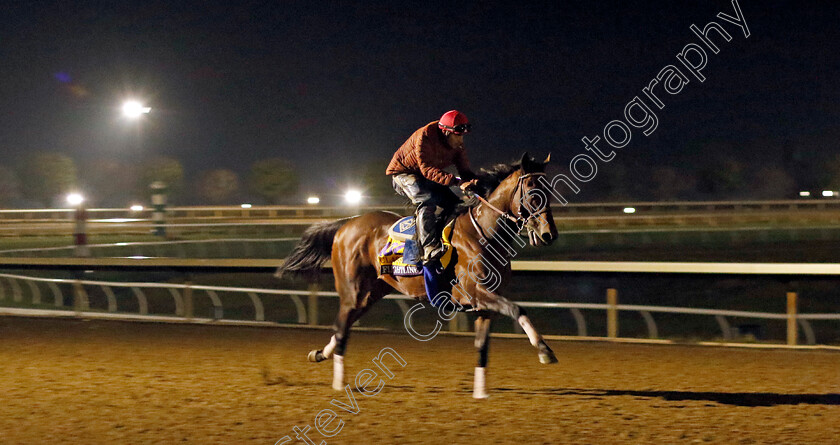 Flightline-0009 
 FLIGHTLINE training for the Breeders' Cup Classic
Keeneland USA 2 Nov 2022 - Pic Steven Cargill / Racingfotos.com