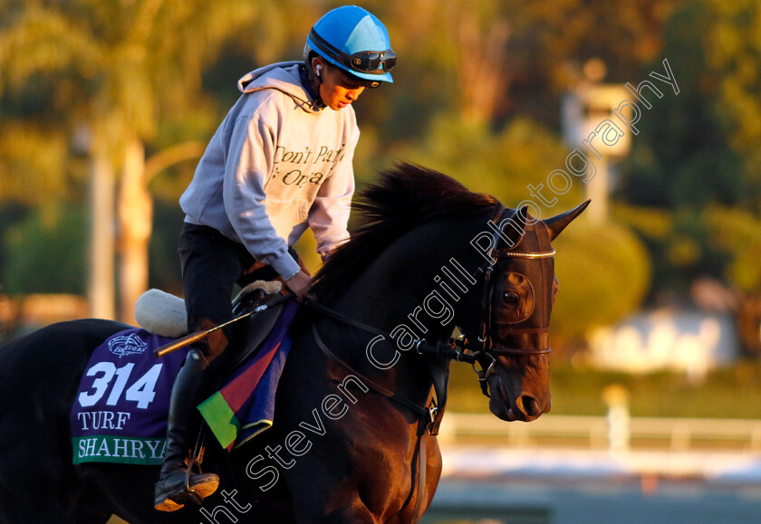 Shahryar-0001 
 SHAHRYAR training for The Breeders' Cup Turf
Santa Anita USA, 31 October 2023 - Pic Steven Cargill / Racingfotos.com