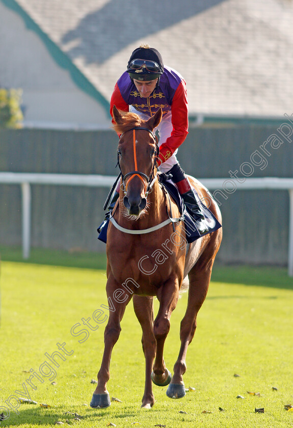 Yarralumla 
 YARRALUMLA (Adam Kirby)
Yarmouth 19 Oct 2021 - Pic Steven Cargill / Racingfotos.com